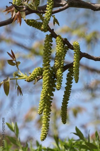 long,green catkins as flowers of walnut tree