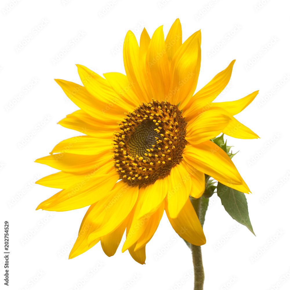 Fototapeta premium Flower of sunflower isolated on white background. Seeds and oil. Flat lay, top view
