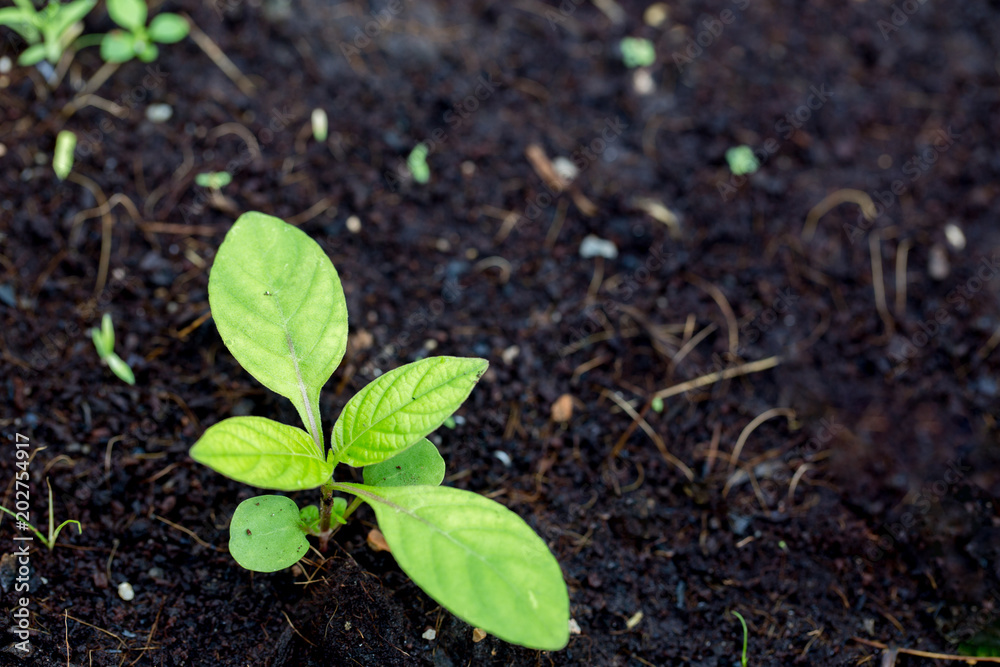 Green seedlings on black ground Green seedlings on black ground
