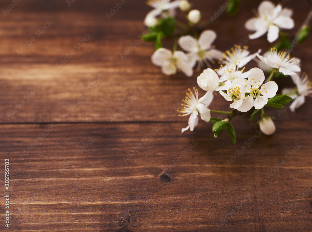 Branch with Beautiful white cherry flower blooming Branch with Beautiful white cherry flower blooming