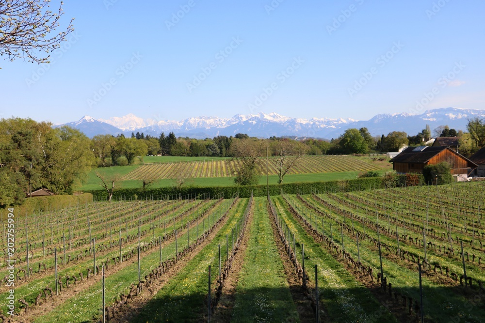 Vineyards in Switzerland, facing Mont Blanc.