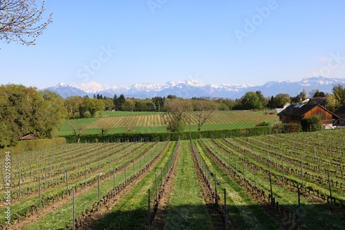 Vineyards in Switzerland, facing Mont Blanc.