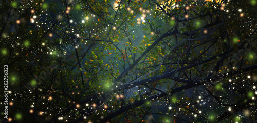Fototapeta Abstrakcjonistyczny i magiczny wizerunek świetlika latanie w noc lesie. Koncepcja bajki.