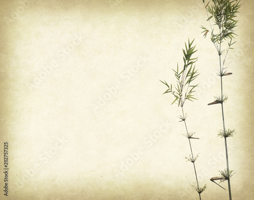 bamboo on old grunge paper texture background