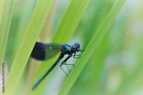 Dragonfly by canal