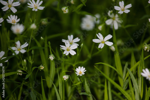 White flowers in the forest