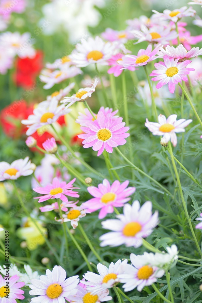 Fototapeta premium Macro texture of colorful spring Daisy flowers with blurred background in garden