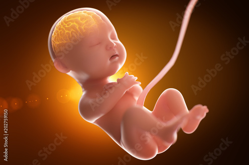 Babys brain and nervous system,3d rendering fetus with brain x-ray inside, 3d illustration.