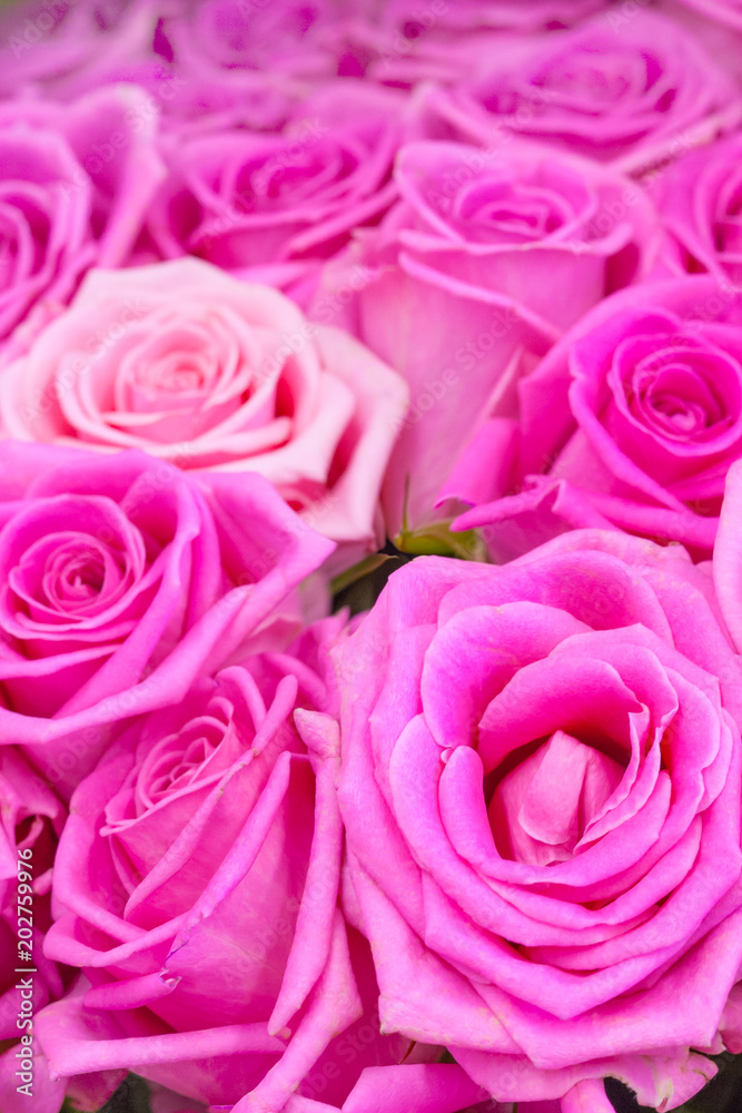 View of a gently pink roses as background View of a gently pink roses as background
