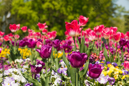 A pink and white tulip  Tulipa Negrita  in focus  surrounded buy purple and other pink and white tulips  as well as yellow  white and purple garden pansies  Vioala . Taken in springtime in Germany. 