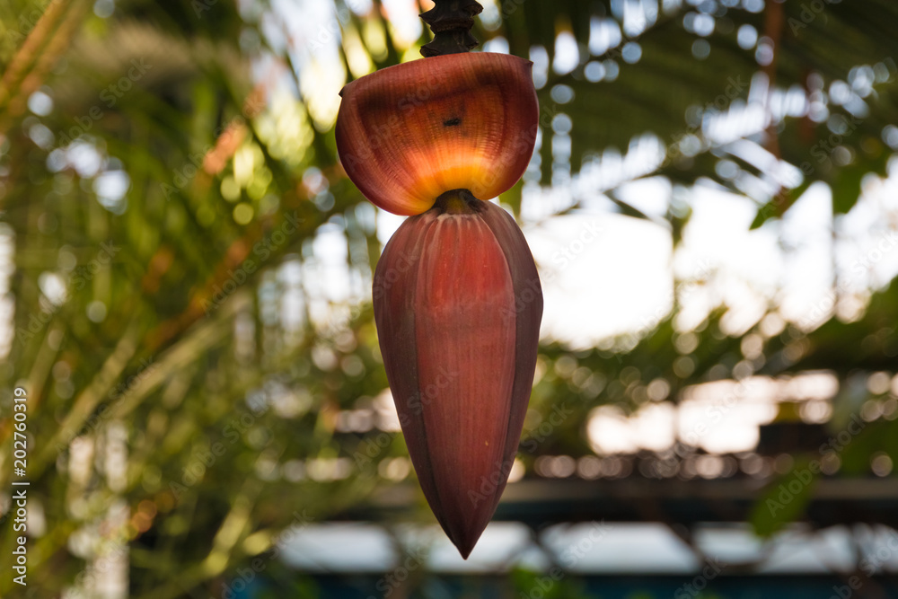 Φωτογραφία A nice close-up of a purplish-red banana heart with a great bokeh in the background