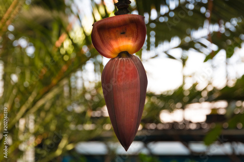 A nice close-up of a purplish-red banana heart with a great bokeh in the background. The banana flower is still closed and hanging on a tree.