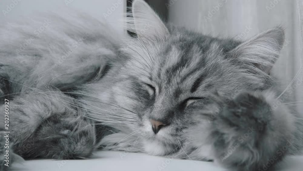 Close-up portrait of a gray cat sleeping on the window sill.