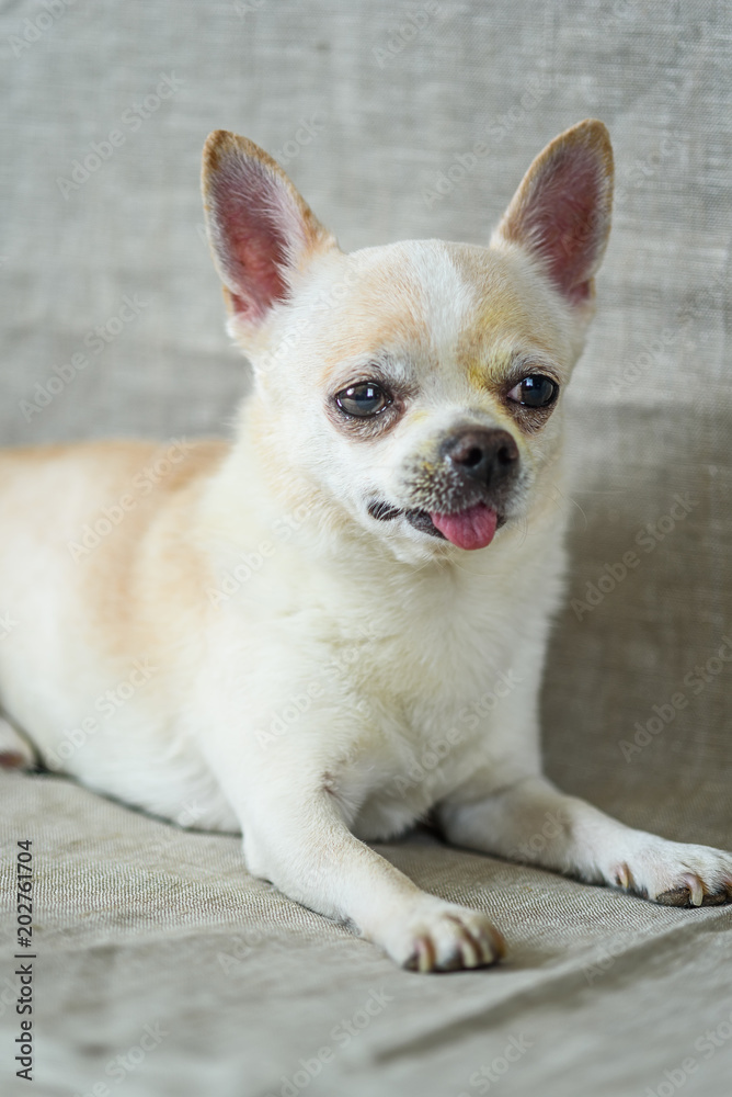 portrait of a chihuahua on a gray background