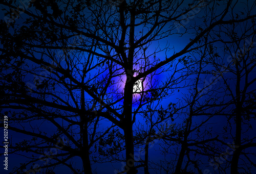 full moon back silhouette tree dark night blue sky