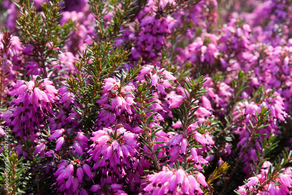 Obraz premium Flowers of pink Erica vulgaris in the garden, lit by the bright sun