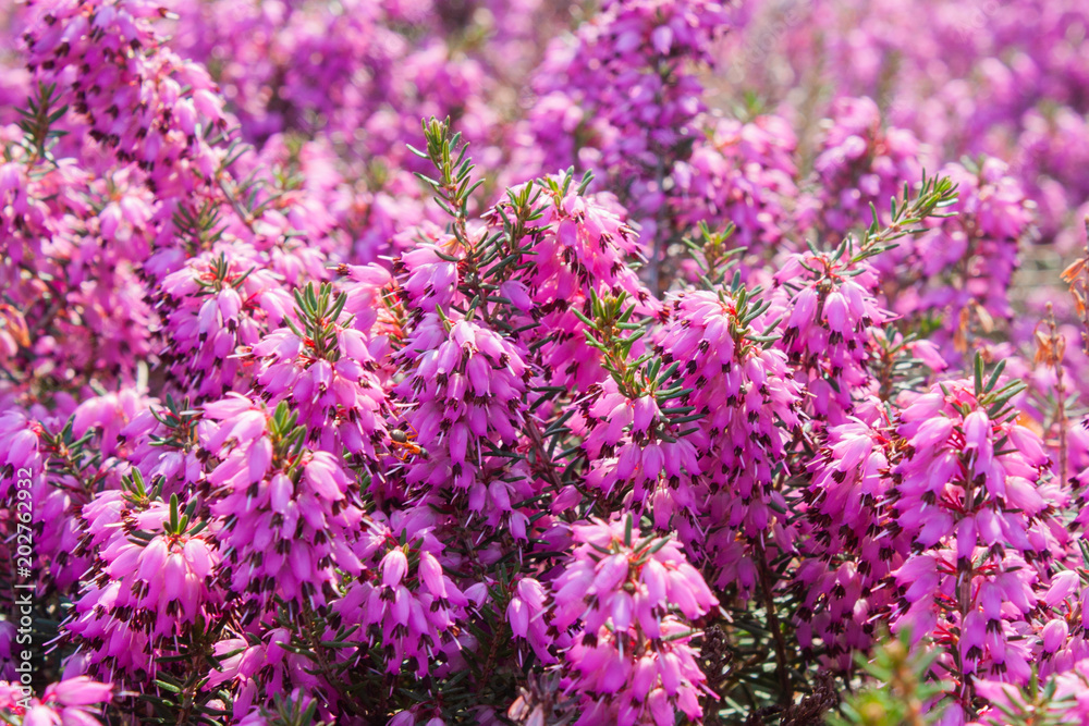 Flowers of pink Erica vulgaris in the garden, lit by the bright sun Flowers of pink Erica vulgaris in the garden, lit by the bright sun