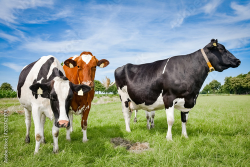 Neugierige Holstein-Friesian Kühe auf einer Sommerweide
