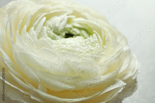 Beautiful ranunculus flower  closeup