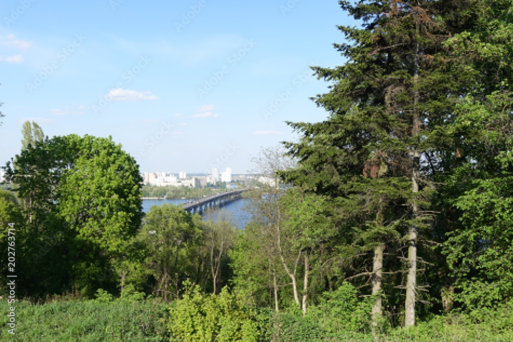 Botanical garden in Kiev. Old high Firs. Botanical garden in Kiev. Old high Firs.