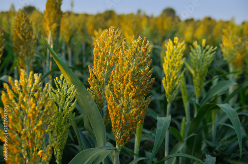 Selective soft focus of Sorghum field in sun light. photo