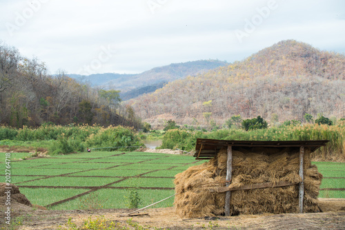 Mountain view with rice field and haystack in the barn.