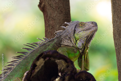 one iguana is on branch of the tree