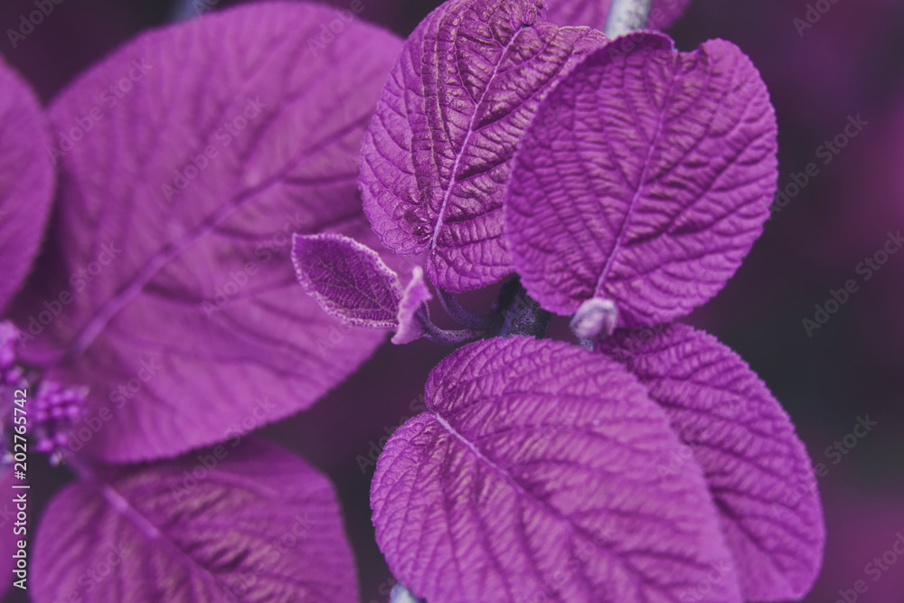Apstract ultraviolet image of fresh leaves Apstract ultraviolet image of fresh leaves