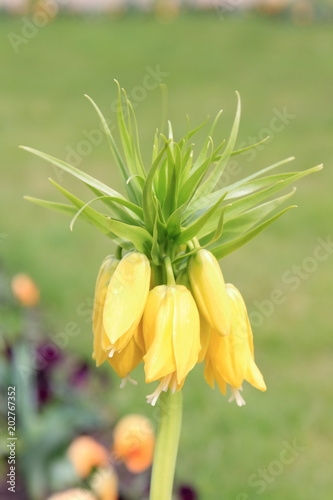 flower, spring, yellow, daffodil, isolated