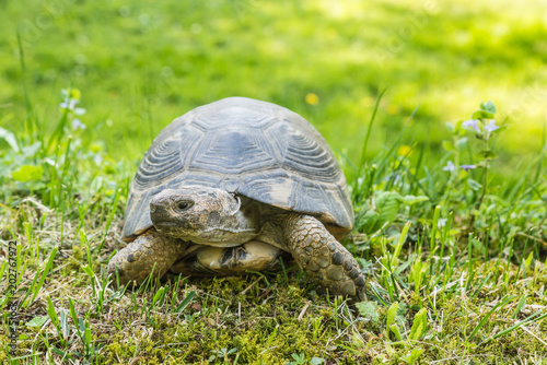 Marginated tortoise (Testudo marginata sarda) in a green meadow. Selective focus, blurred background and copy space. Typical turtle of Sardinia