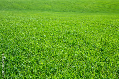 Green grass background texture. Element of design