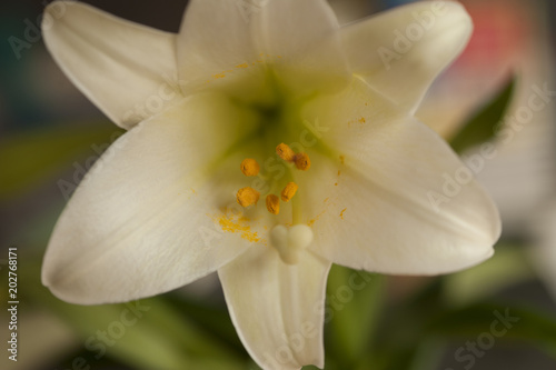Easter Lily Bloom