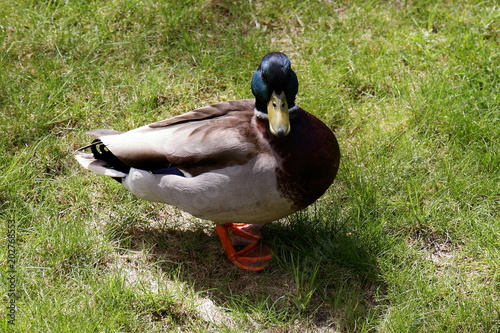 duck, bird, mallard, grass, animal