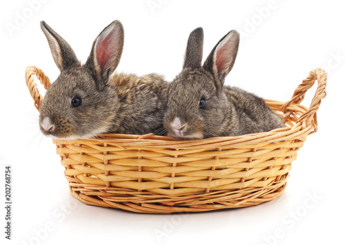 Two rabbits in a basket. © voren1