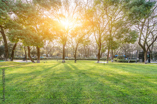 Fototapeta Naklejka Na Ścianę i Meble -  green lawn with modern building in park