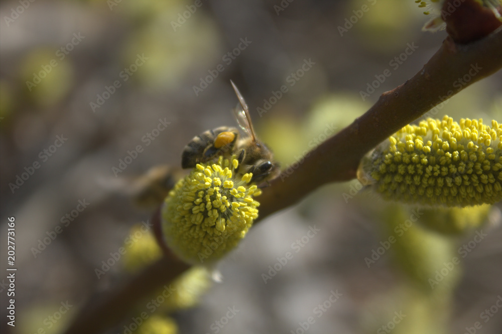 bee on a flowering tree bee on a flowering tree