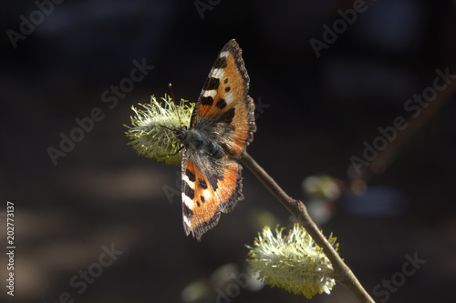 butterfly on a tsetushchy tree	 photo