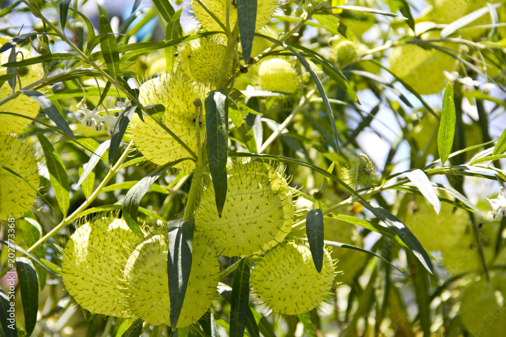 Exotic shapes of the nature spherical fruit Exotic shapes of the nature spherical fruit