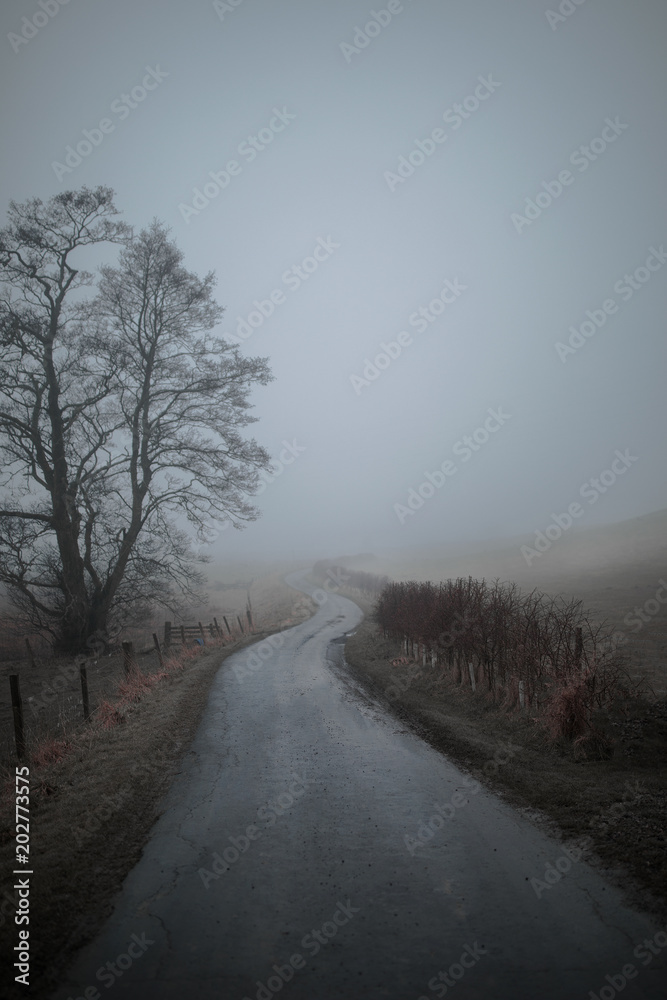 Country road passing through landscape in fog Country road passing through landscape in fog