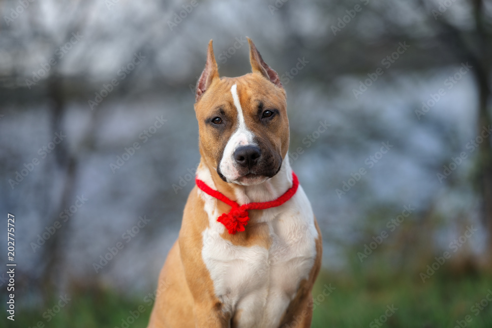 american staffordshire terrier puppy portrait outdoors