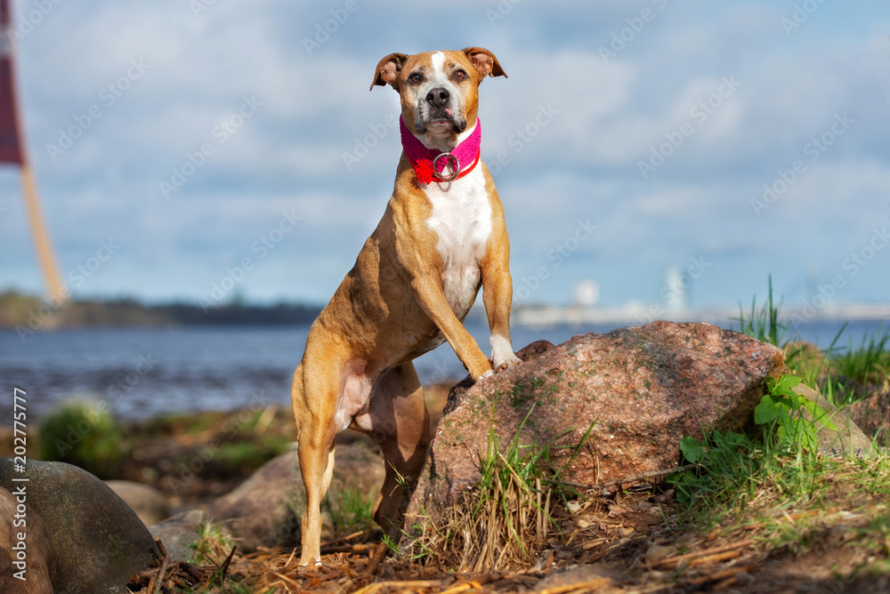 american pit bull terrier dog posing by the river