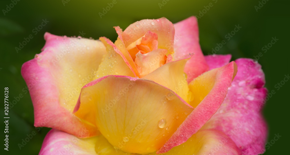 Yellow with pink noble rose. Macro shot.