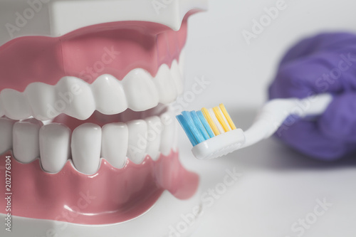 Teeth human model with color toothbrush in hand.Dental care concept photo