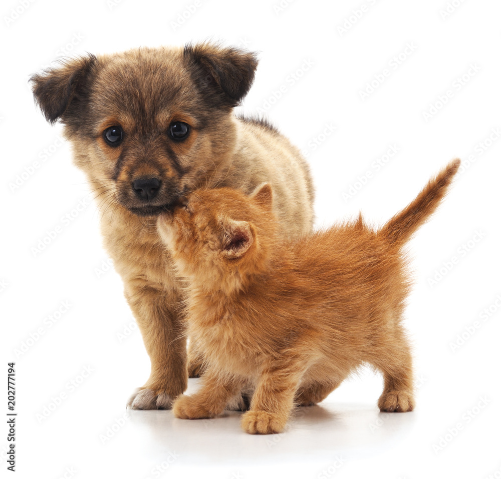 Kitten and puppy. Kitten and puppy.