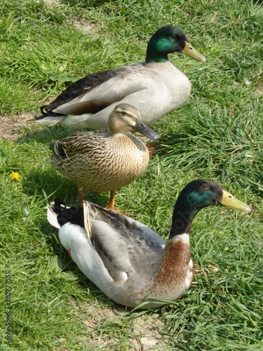 Laufente und Stockenten ruhen in der Wiese photo