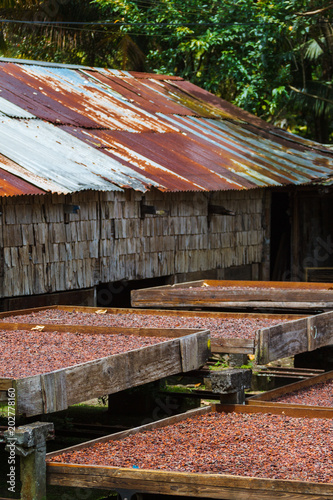 Cocoa Beans Drying Under the Sun at a Cocoa Plantation in St. Lucia