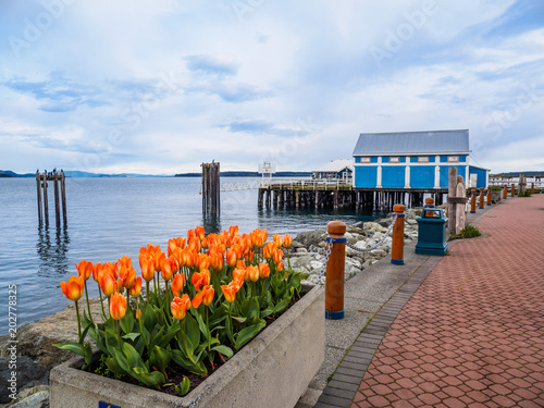 Tulips decorate the seaside walk in Sidney, Vancouver Island, British Columbia © pr2is