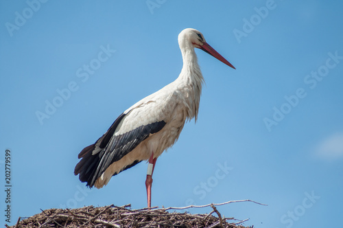 portrait of stork standing in nest on the roof