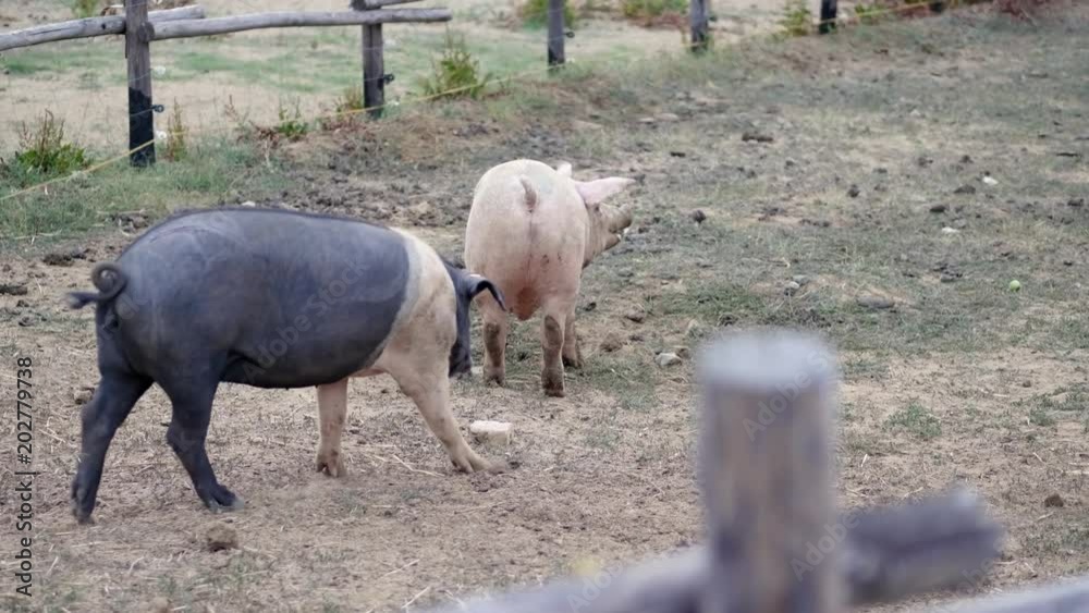 group of big pigs eating in the farmyard group of big pigs eating in the farmyard
