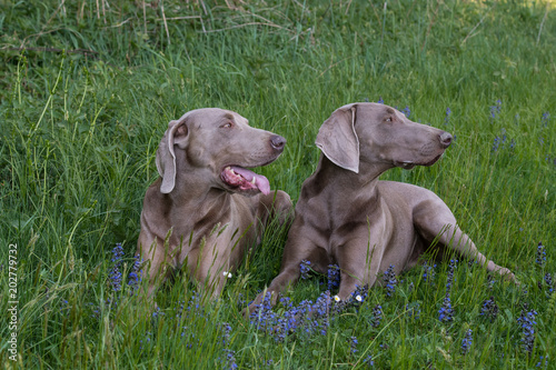 Weimaraner Vorstehhunde liegen gehorsam im Gras